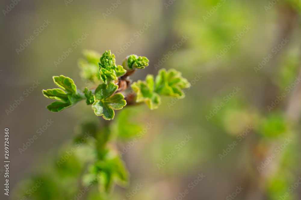 Tender young leaves bloomed in the spring on a sunny day. Tender young leaves bloomed in the spring on a sunny day.