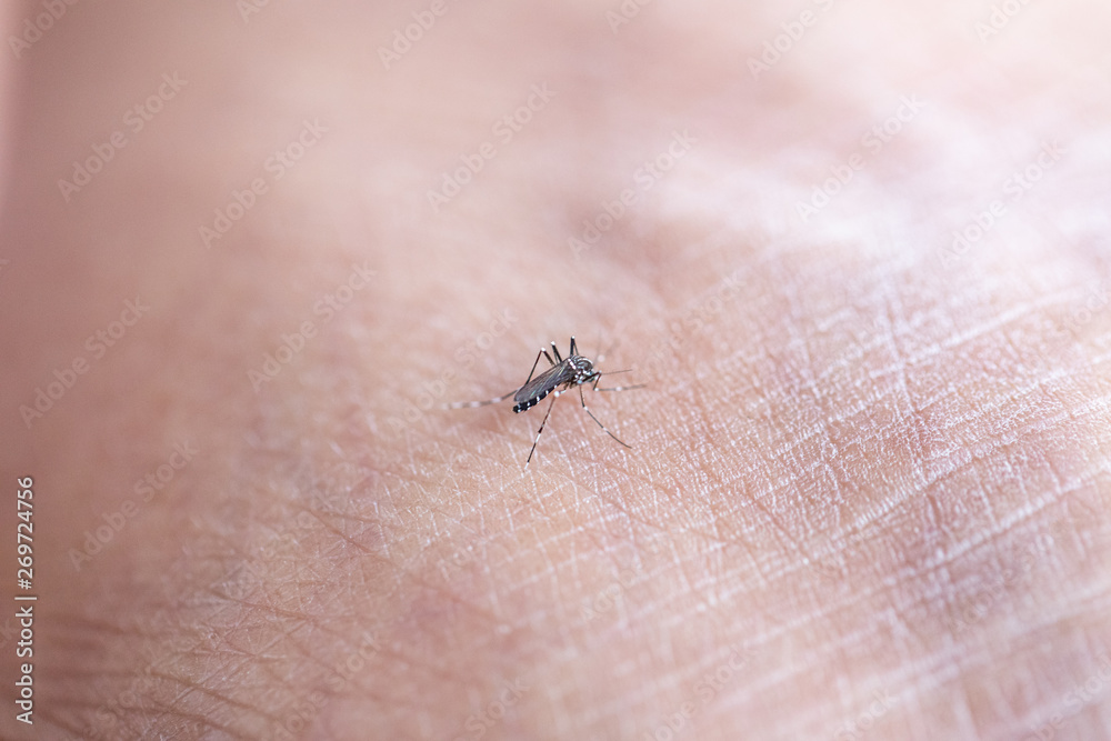 Obraz premium Close-up Aedes aegypti, common house mosquito on human skin, Aedes aegypti sucking blood human.