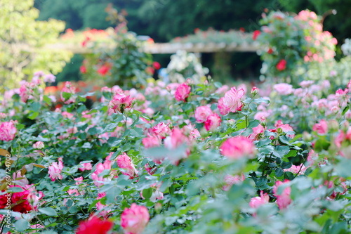 バラ園のピンク色のバラ © K.Douzin