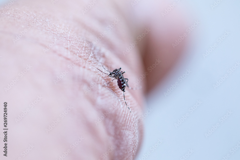 Close-up Aedes aegypti, common house mosquito on human skin, Aedes aegypti sucking blood human. Close-up Aedes aegypti, common house mosquito on human skin, Aedes aegypti sucking blood human.