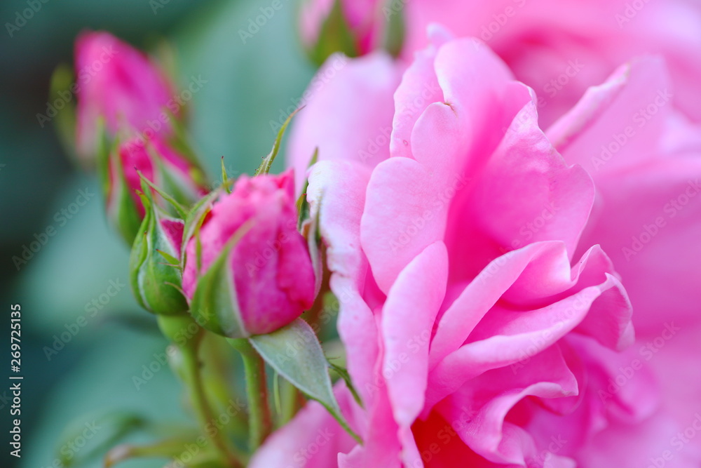 バラ園のピンク色のバラ