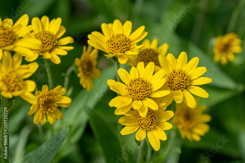 Close view of yellow Arnica(Arnica Montana) herb blossom.Note: Shallow depth of field photo