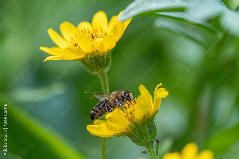 Close view of Bee on yellow Arnica(Arnica Montana) herb blossom.Note: Shallow depth of field Close view of Bee on yellow Arnica(Arnica Montana) herb blossom.Note: Shallow depth of field