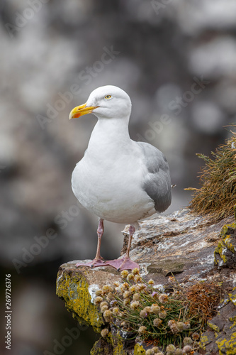 Close up view of European herring gull (Larus argentatus).