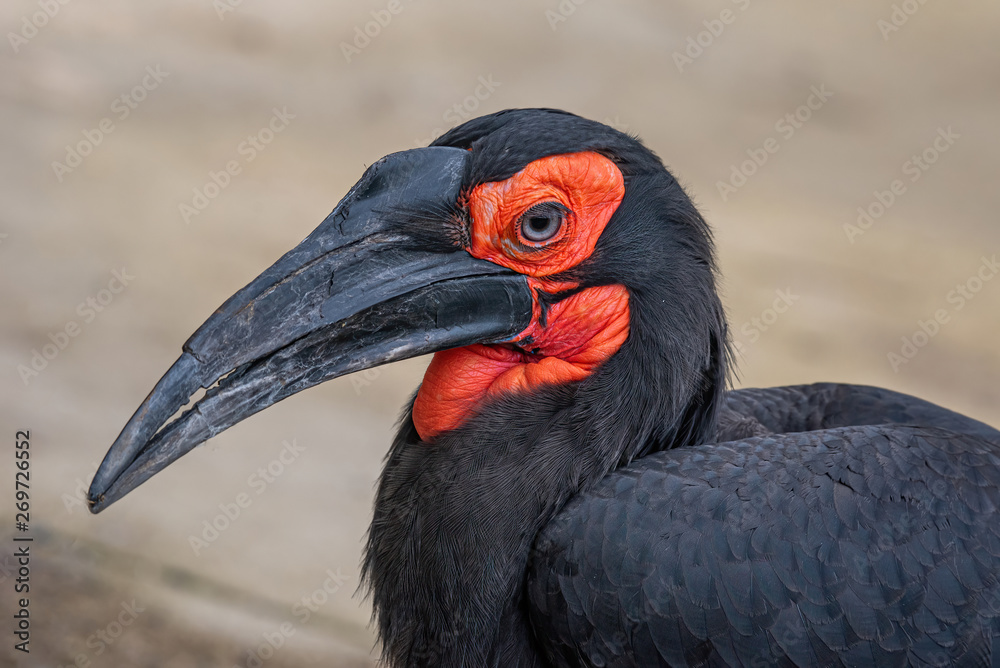 Obraz premium Southern Ground Hornbill Bucorvus leadbeateri family of Bucerotidae