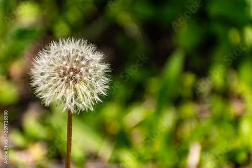 Fluffy dandelions after flowering  transparent soft seeds. Plant among green vegetation in spring in may. Gentle and plush blossoms as a feather.