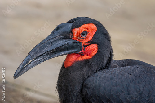 Southern Ground Hornbill Bucorvus leadbeateri family of Bucerotidae © popovj2