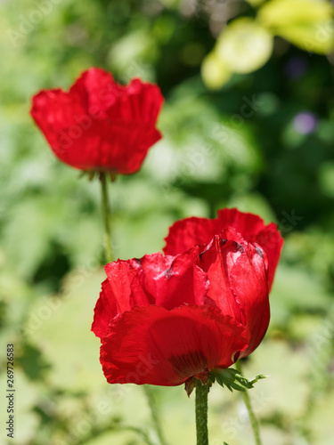 Papaver bracteatum - Grandes fleurs rouges écarlates de pavot à bractées ou pavot iranien  photo