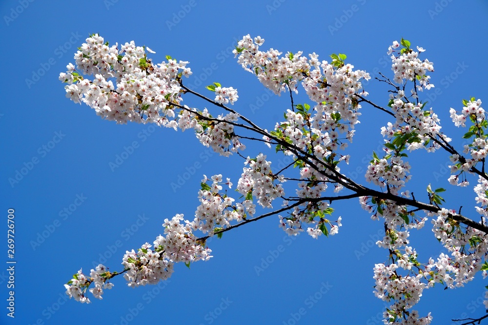 Beautiful cherry branches with flowers on a blue sky background in the park in Victory park (Uzvaras parks) in Riga, Latvia
