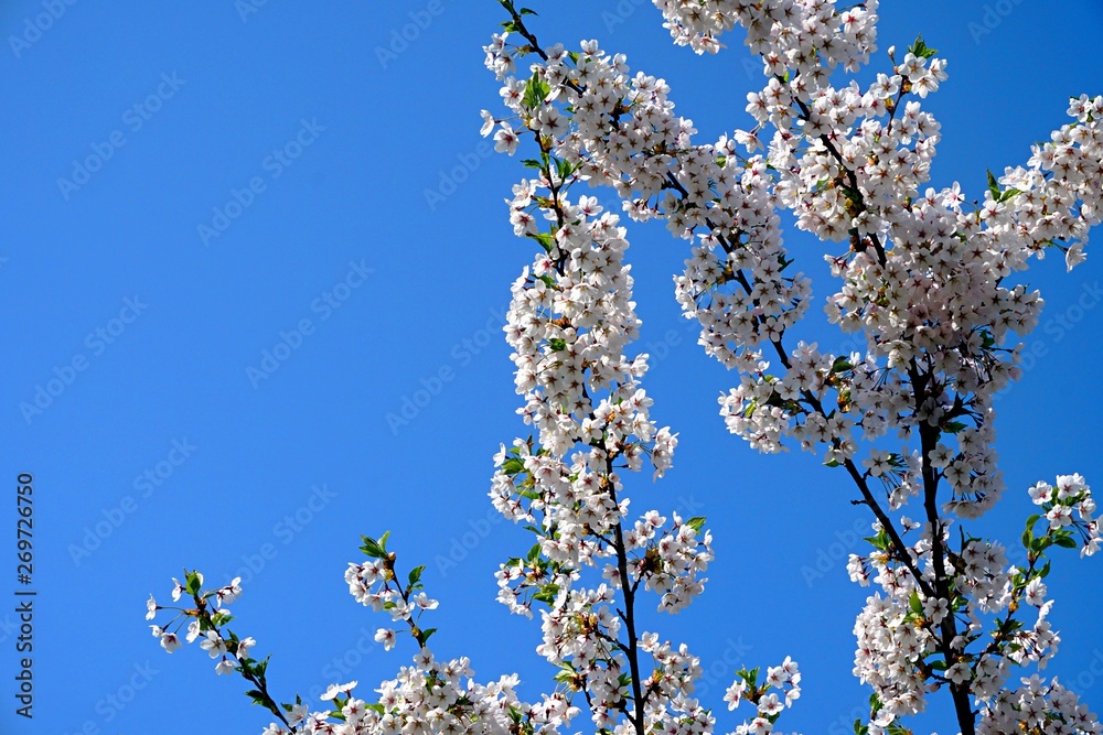 Beautiful cherry branches with flowers on a blue sky background in the park in Victory park (Uzvaras parks) in Riga, Latvia Beautiful cherry branches with flowers on a blue sky background in the park in Victory park (Uzvaras parks) in Riga, Latvia