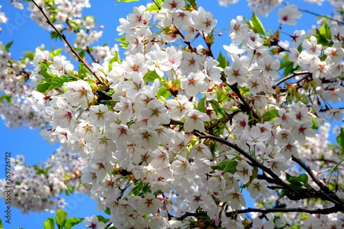 Beautiful cherry branches with flowers on a blue sky background in the park in Victory park (Uzvaras parks) in Riga, Latvia photo