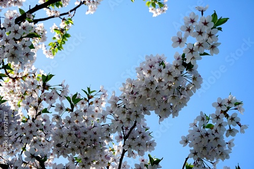 Beautiful cherry branches with flowers on a blue sky background in the park in Victory park (Uzvaras parks) in Riga, Latvia photo