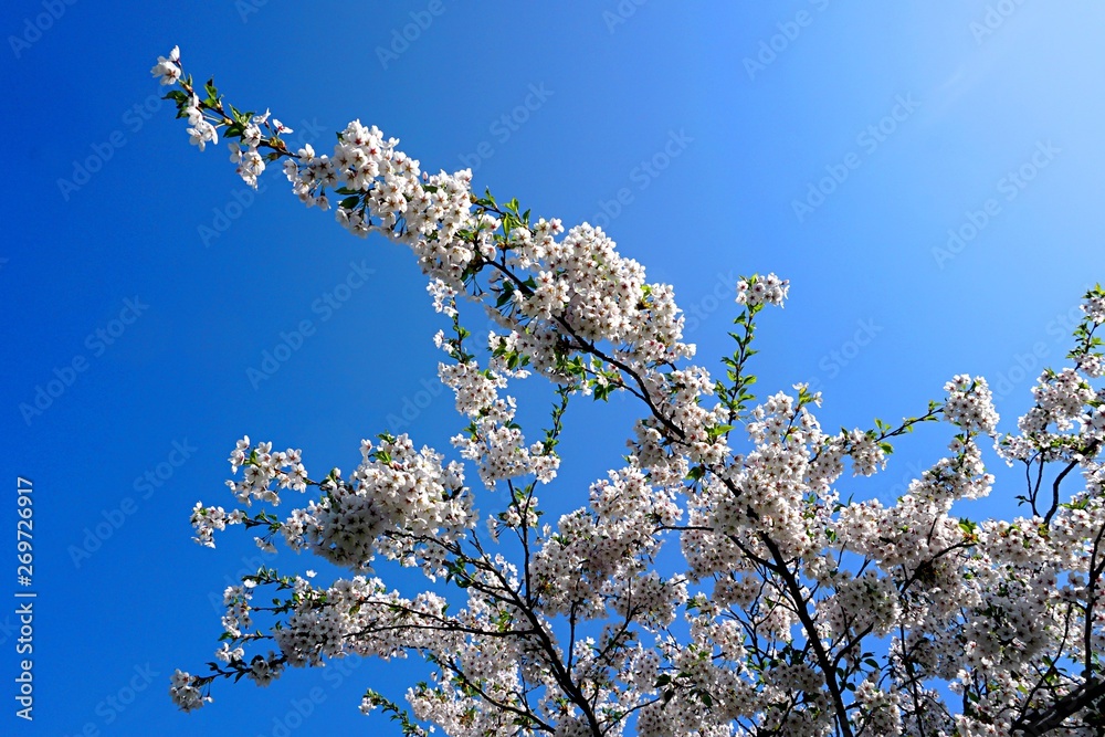 Beautiful cherry branches with flowers on a blue sky background in the park in Victory park (Uzvaras parks) in Riga, Latvia Beautiful cherry branches with flowers on a blue sky background in the park in Victory park (Uzvaras parks) in Riga, Latvia