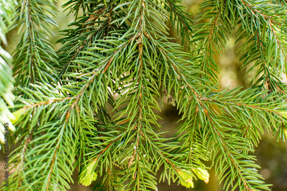Green branches of spruce trees