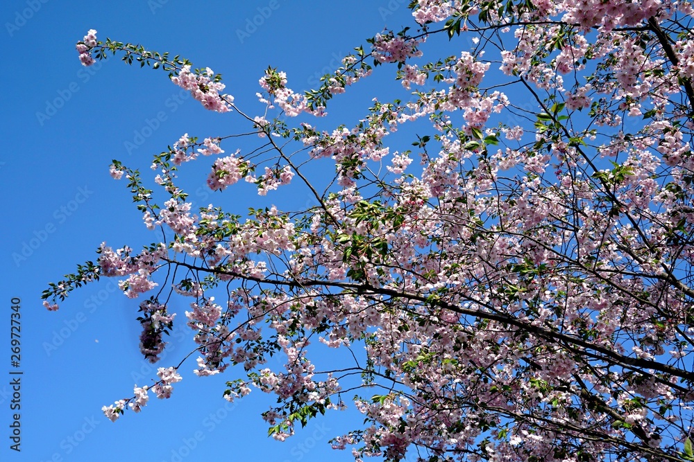 Close up of Cherry blossom tree or Sakura flower tree blossom on blue sky Close up of Cherry blossom tree or Sakura flower tree blossom on blue sky