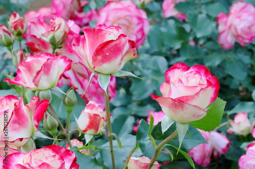 Fototapeta Naklejka Na Ścianę i Meble -  植物園のピンク色のバラ