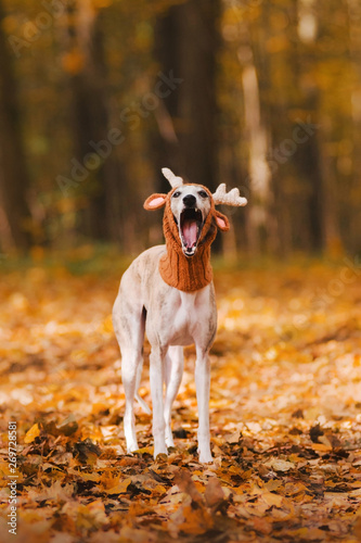 cute whippet dog in a deer hat