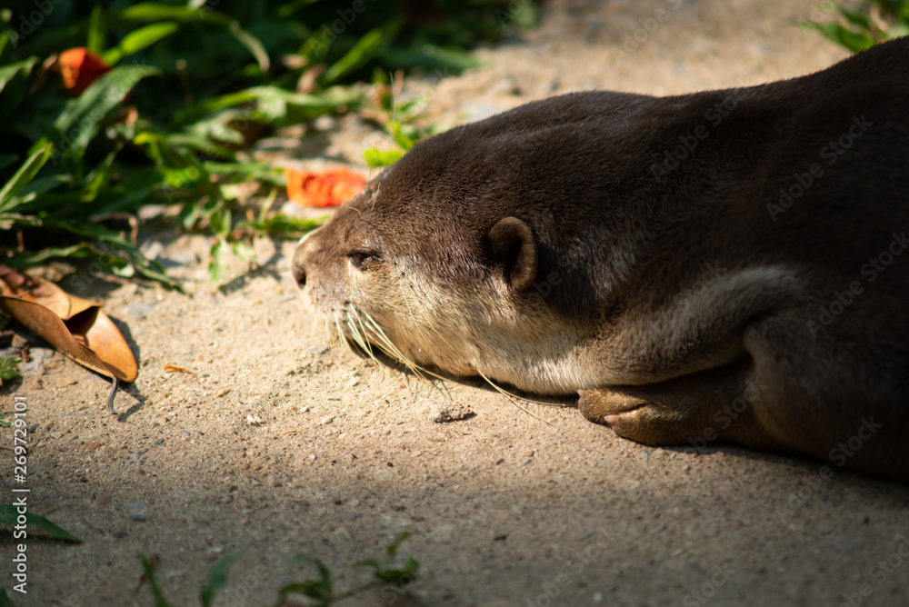 Obraz premium Otter