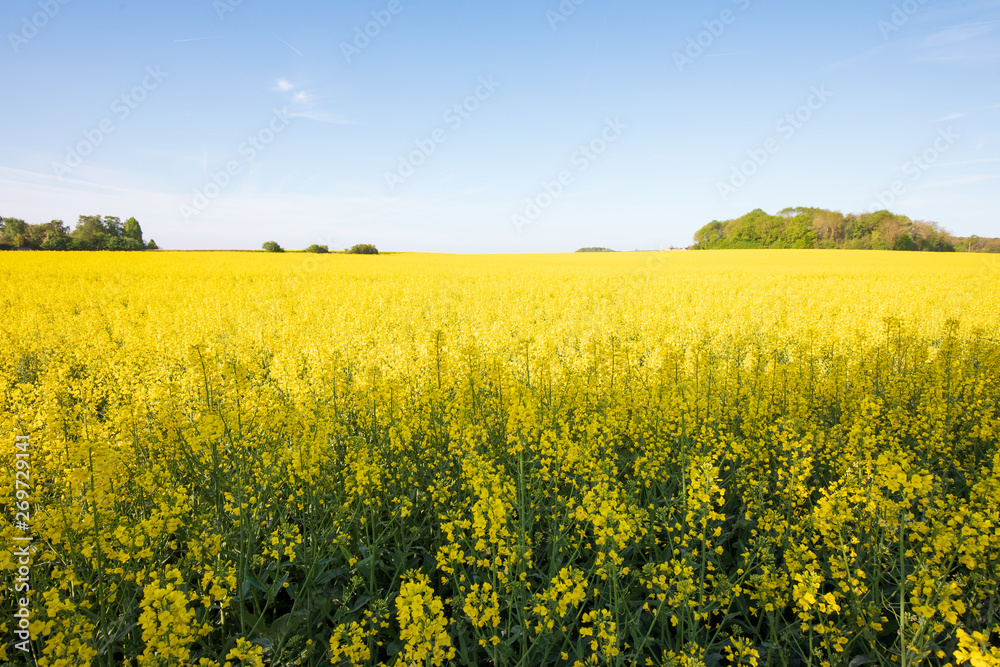 Yellow field rapeseed in bloom with blue sky