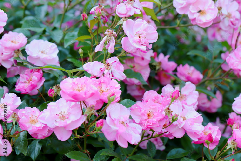 Obraz premium 植物園のピンク色のバラ