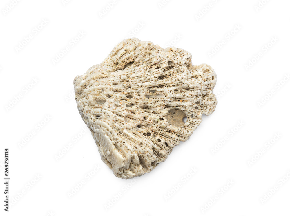 white coral isolated on a white background, decoration for aquarium white coral isolated on a white background, decoration for aquarium