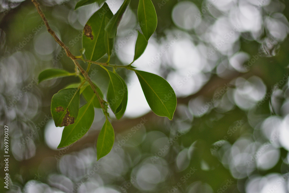 green leaves of tree in spring