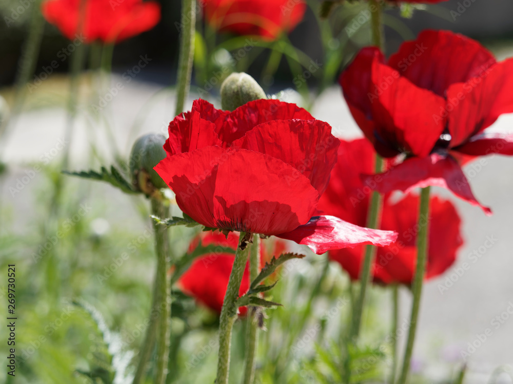 Obraz premium Papaver bracteatum - Bright red blooms of Iranian poppy or the great scarlet poppy