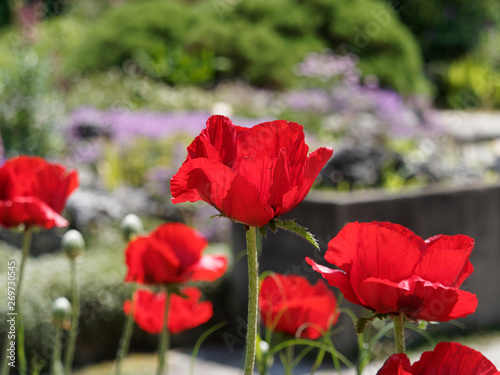Papaver bracteatum - Bright red blooms of Iranian poppy or the great scarlet poppy 