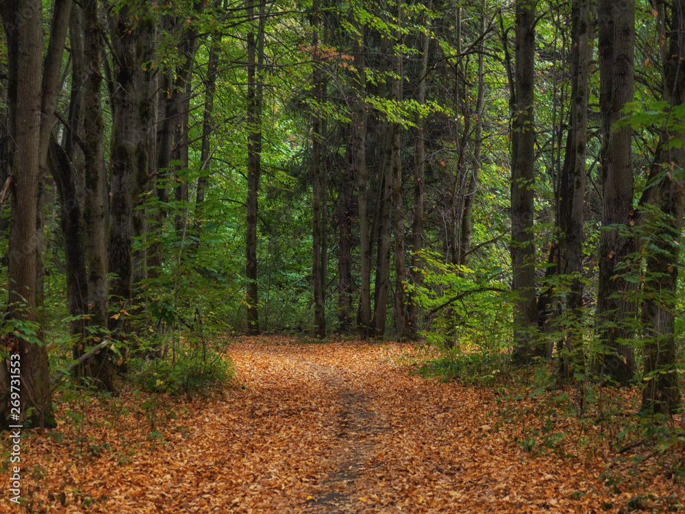 Fototapeta premium Autumn landscape. Path covered with fallen leaf