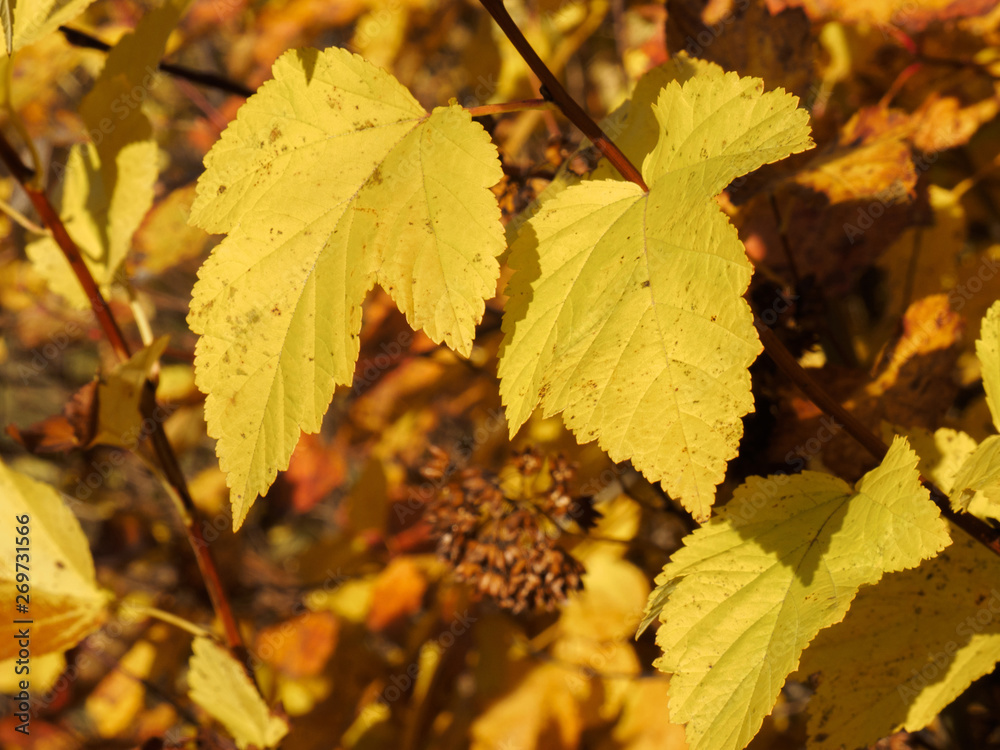 Autumn landscape. Yellow autumn leaves Autumn landscape. Yellow autumn leaves