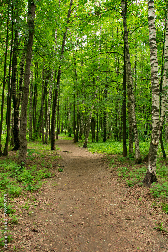 summer landscape, Park, picnic area, paths, river summer landscape, Park, picnic area, paths, river