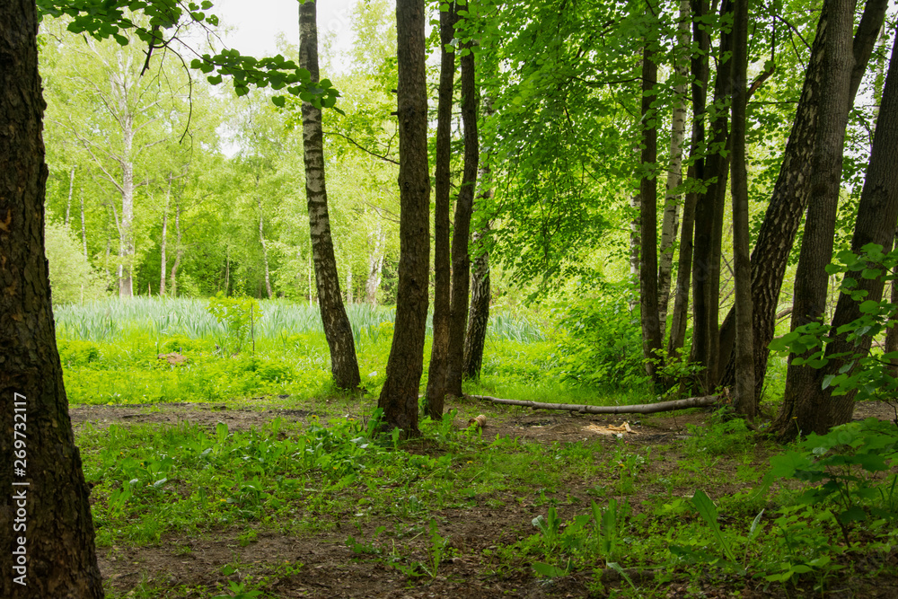 Naklejka premium summer landscape, Park, picnic area, paths, river
