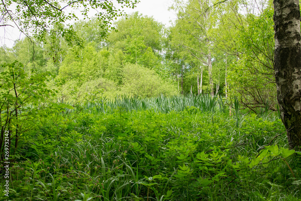 summer landscape, Park, picnic area, paths, river summer landscape, Park, picnic area, paths, river