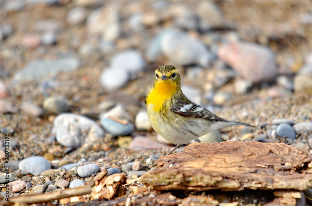 Blackburnian Warbler in the wild
