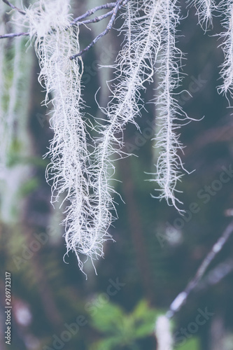 Fuzzy growths