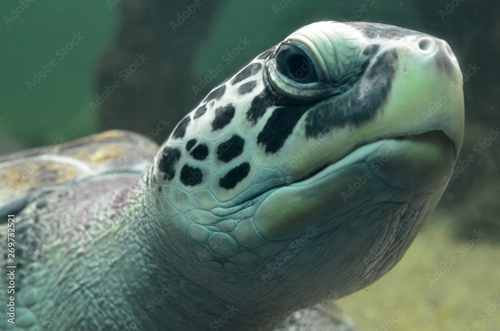 Obraz premium Sea turtle swimming in an open fish aquarium visitation. An old turtle swimming detail.