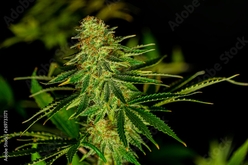Color nice Afghan kush special variety of marijuana flower with aged blooms