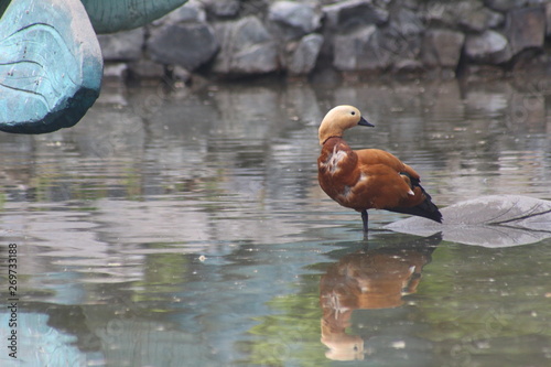 roody sheld duck standing near a pond photo