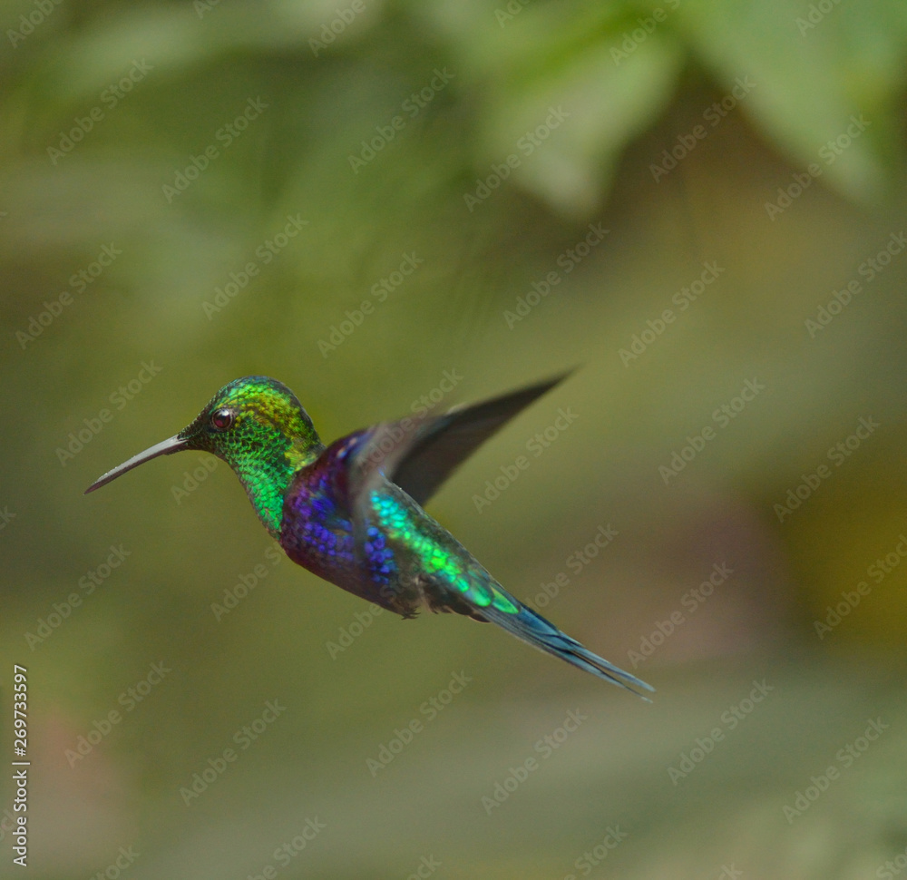 hummingbird in flight