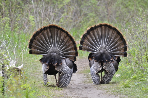 Two Male Wild Turkeys Displaying