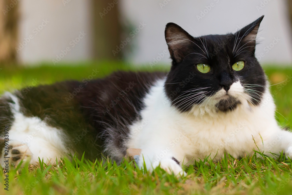 Cat lying on the grass. Cat for adoption. Green looking cat Cat lying on the grass. Cat for adoption. Green looking cat