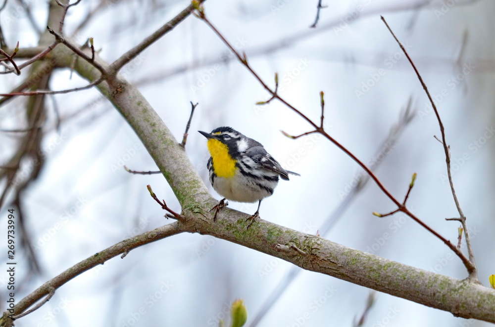 Yellow-throated Warbler (Dendroica dominica) Yellow-throated Warbler (Dendroica dominica)