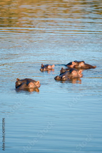 hippos in a dam