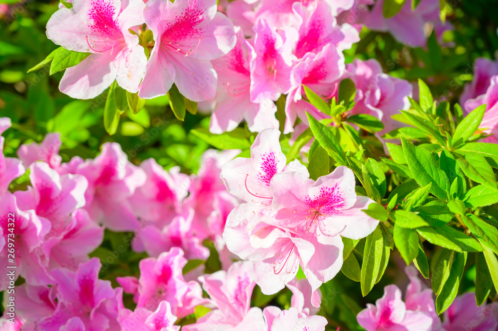 高塔山公園に咲く満期のつつじ