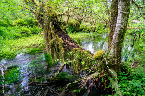 Clear water flowing through the Hoh rainforest floor