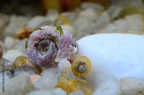 Snail red ramshorn inside tank.