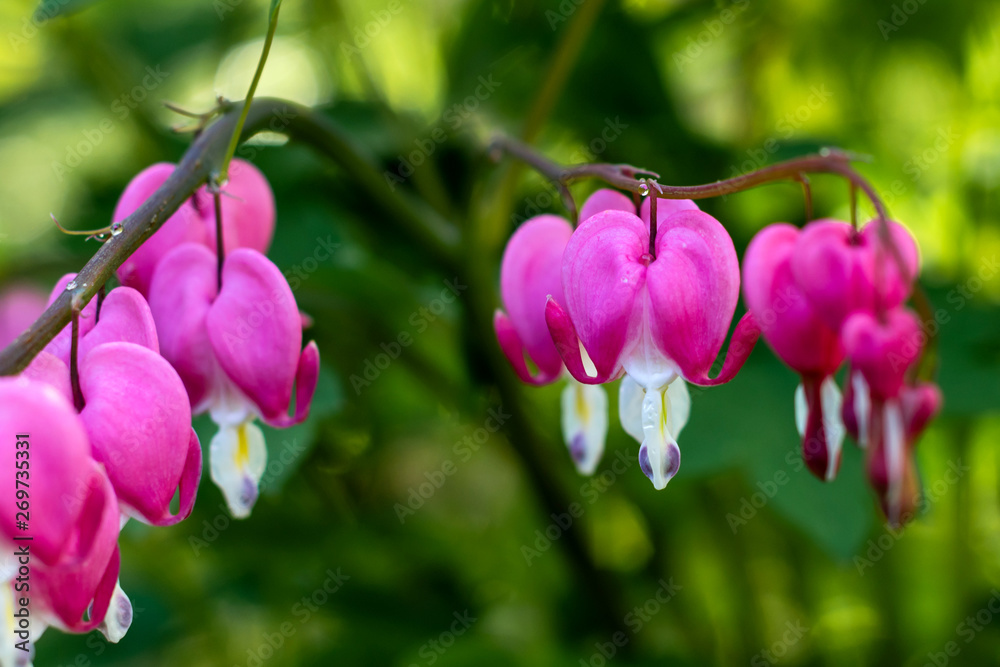 Pink bleeding heart flowers Pink bleeding heart flowers