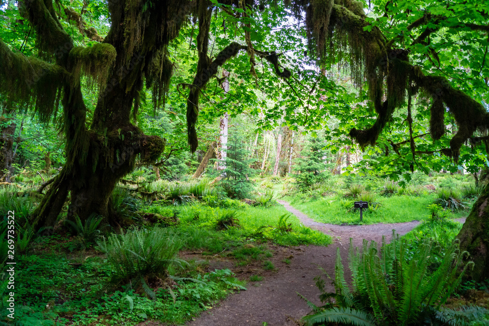 A Moss covered Big Leaf Maple covers a trail through the Hoh rainforest