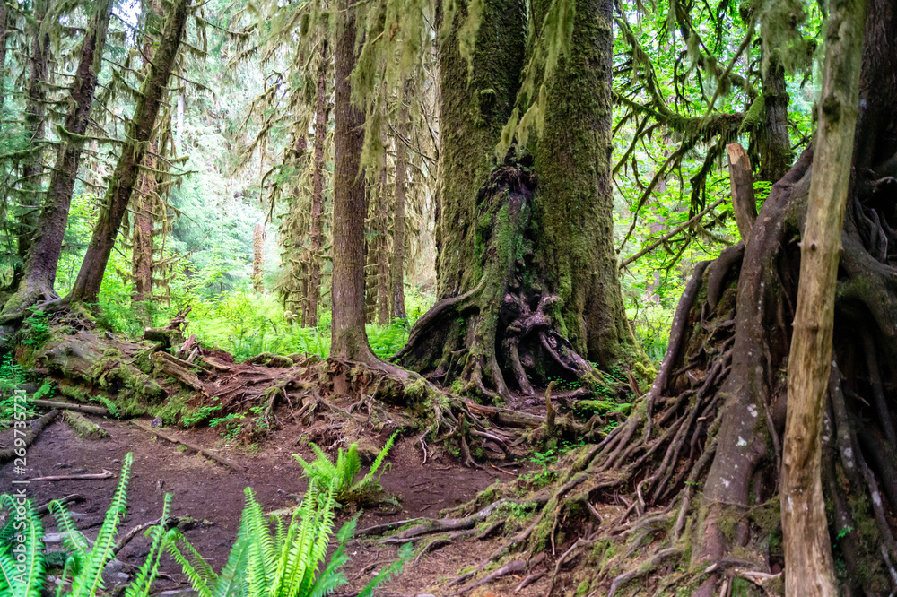 Massive trees growing in the Hoh rainforest of Washington state Massive trees growing in the Hoh rainforest of Washington state