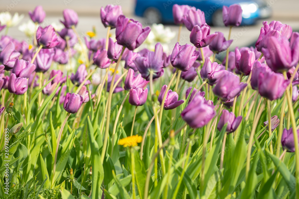 Violet tulip flowers on flowerbed in city park Violet tulip flowers on flowerbed in city park